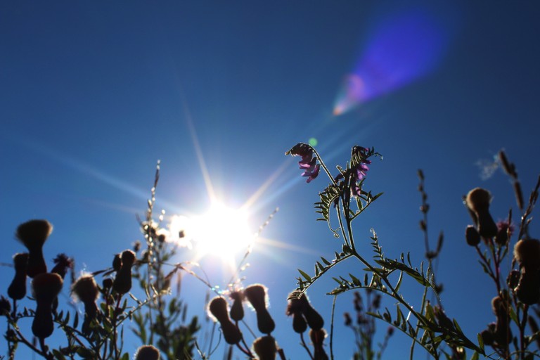 Beautiful Sunlit Flowers Against a Clear Sky