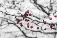 Descarga Impresionante Fondo de Pantalla de Invierno con Bayas Cubiertas de Nieve