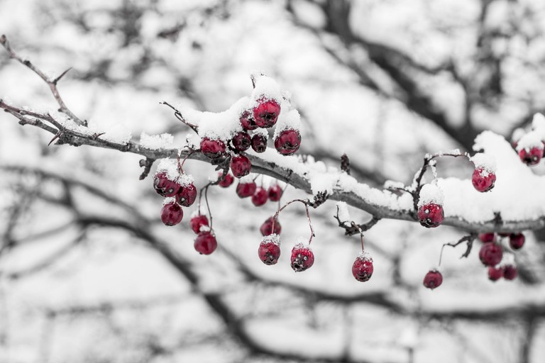 Download Stunning Winter Wallpaper of Snow-Covered Berries