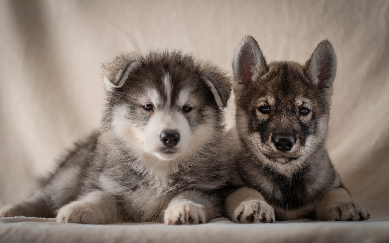 Lindos Cachorros de Siberian Husky y Alaskan Malamute