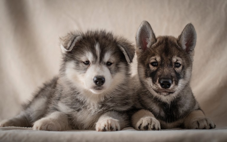 Cute Siberian Husky and Alaskan Malamute Puppies