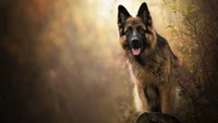 Gorgeous German Shepherd Wallpaper to Enhance Your Screen