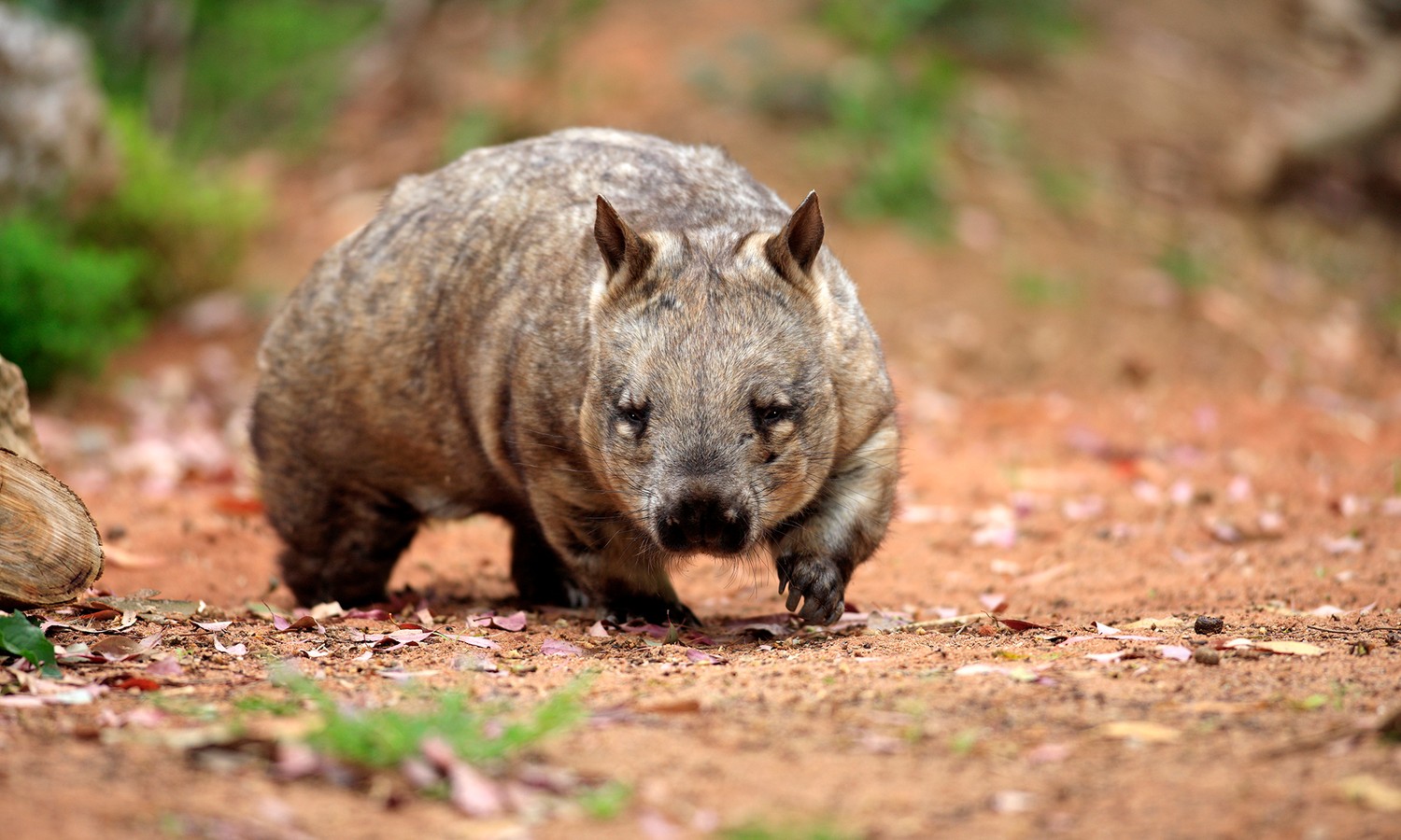 Découvrez Notre Collection de Fond d'Écran de Wombat