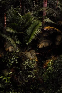 Immerse Yourself in a Lush Tropical Forest