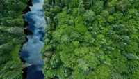 Découvrez la Beauté de la Nature : Vue Aérienne de la Rivière et de la Forêt