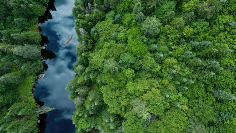 Explore the Beauty of Nature: Aerial View of River and Forest