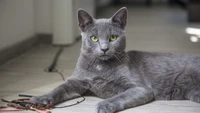 Magnifique fond d'écran de chat gris pour les amoureux des chats