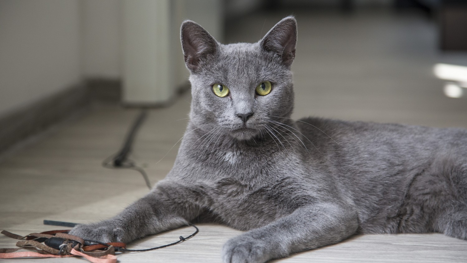 Gorgeous Grey Cat Wallpaper for Cat Lovers