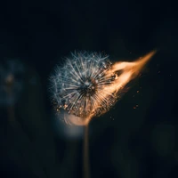 Download 5K Dandelion Fire Wallpaper