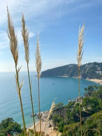 Fondo de Pantalla de Vista Costera: Hierbas Lujosas y Aguas Azules