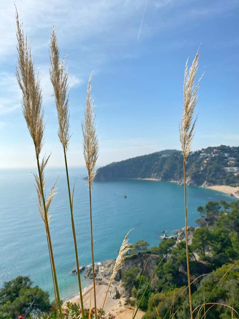 Élégant Fond d'Écran de Vue Côtière : Graminées Luxueuses et Eaux Azur