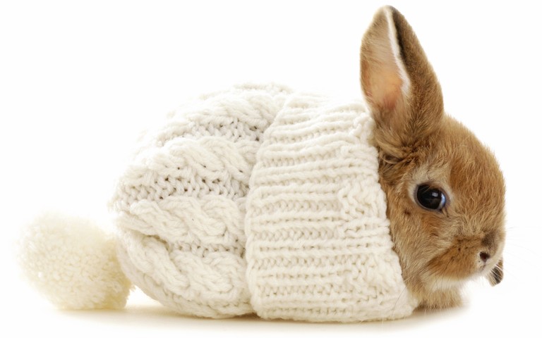 Cuteness Overload: Rabbit in Cozy Knit Hat