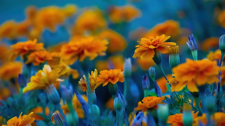 Vibrant Floral Wallpaper for Nature Lovers