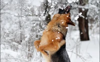 Cachorro pastor alemán disfrutando de un país de las maravillas invernales