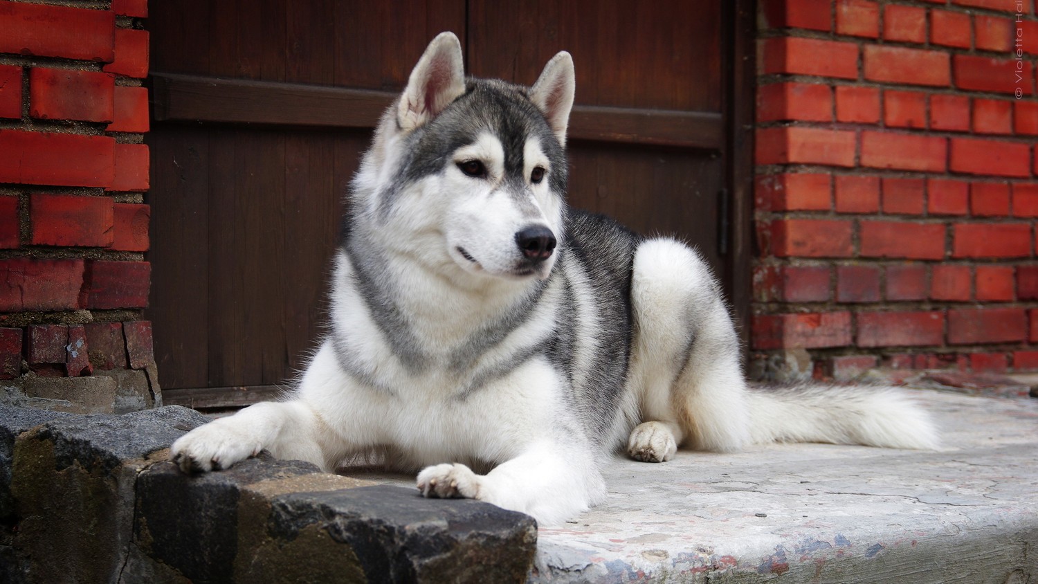 Siberian Husky : Majestueux et Joueur