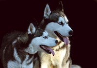 Beautiful Siberian Husky Wallpaper Collection