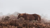 Descargar Impresionante Wallpaper de un Caballo Mustang Salvaje