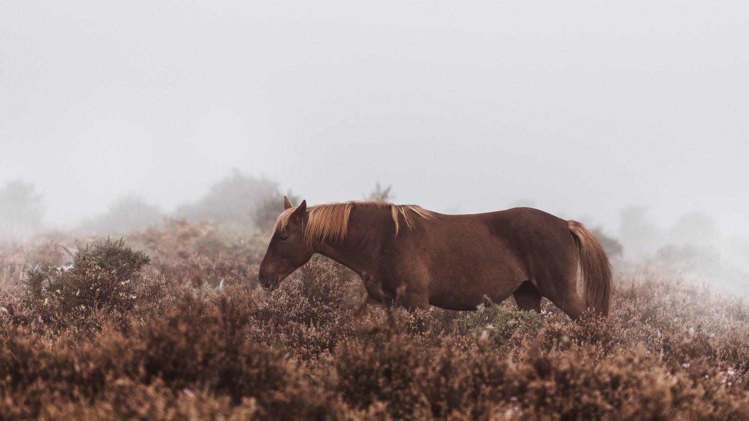 Download Stunning Wallpaper of a Wild Mustang Horse