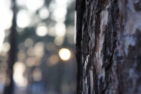 Téléchargez un Magnifique Fond d'Écran Hivernal Présentant un Tronc d'Arbre