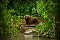 Descarga Este Impresionante Fondo de Pantalla de Oso Grizzly