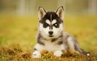 Lindo Cachorro Husky Siberiano – Fondo de Pantalla Impresionante para Amantes de los Perros