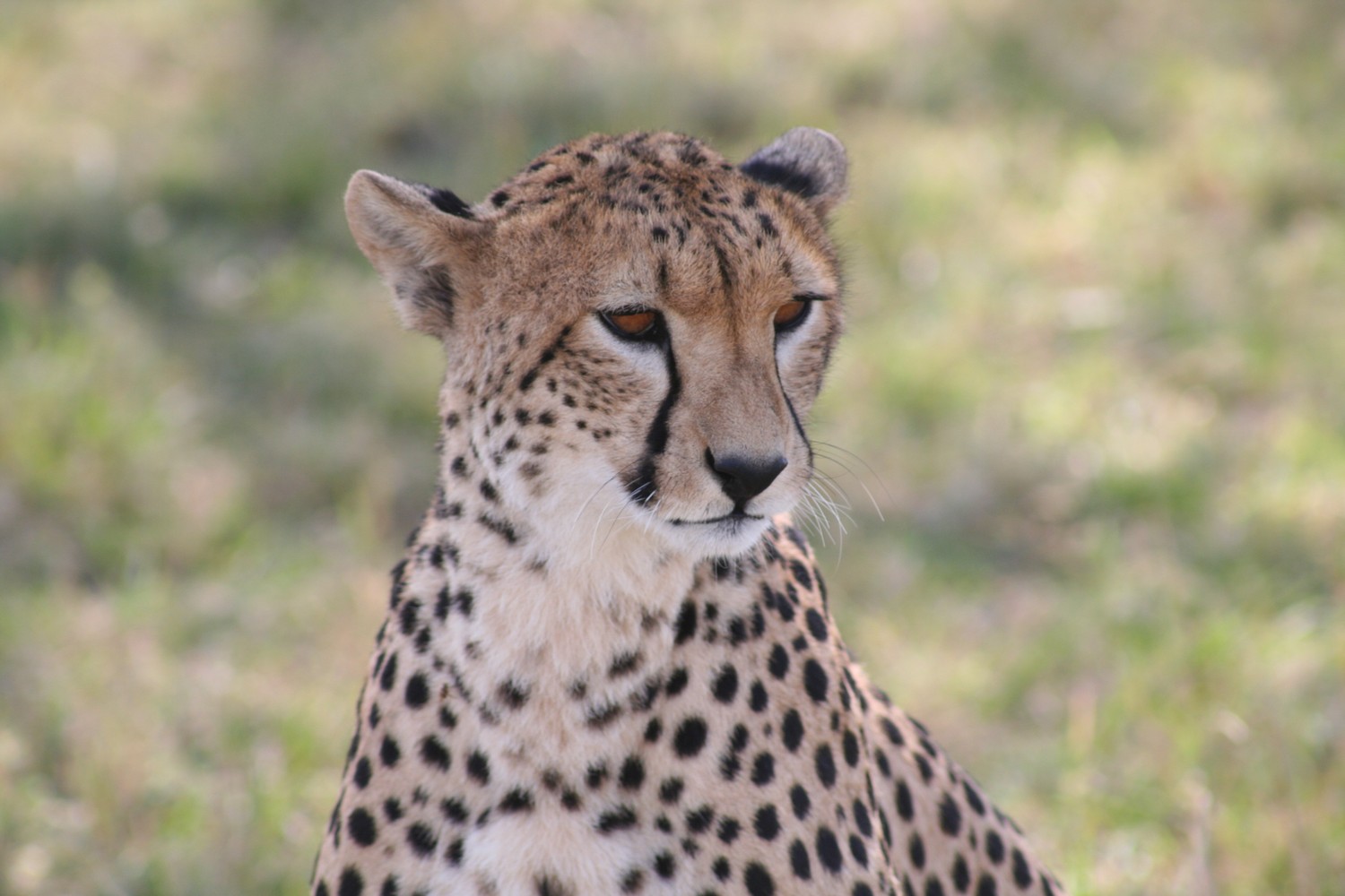 Explore the Beauty of Cheetahs in the Wild