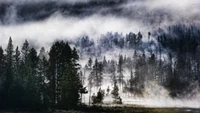 Fond d'Écran de Forêt Brumeuse : Un Paysage Naturel Époustouflant