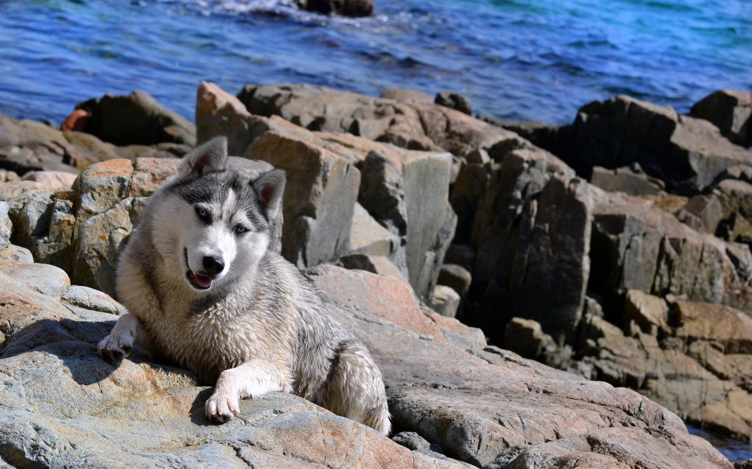 Explore Our Beautiful Siberian Husky Wallpaper