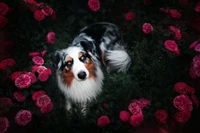 Hermoso Australian Shepherd rodeado de flores