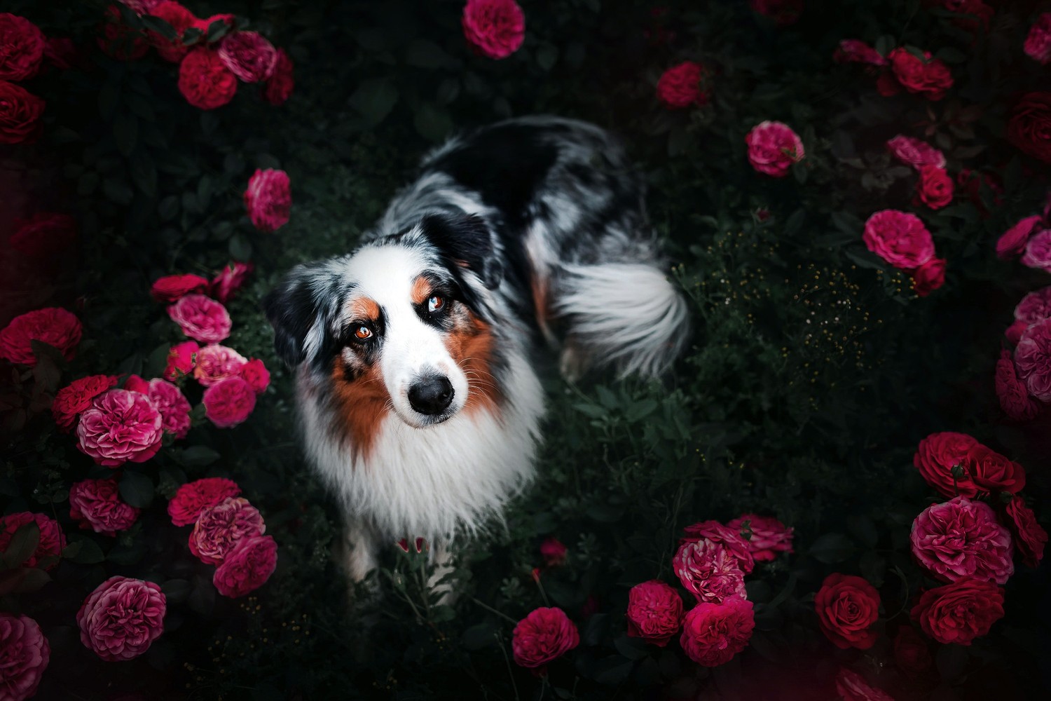 Bel Australian Shepherd entouré de fleurs