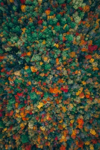 Fond d'Écran de Forêt d'Automne Étonnant