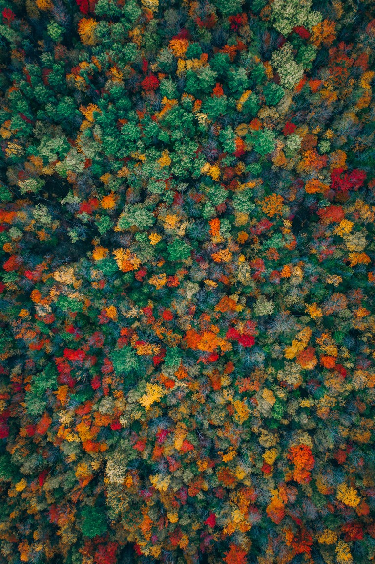 Stunning Autumn Forest Wallpaper