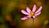 Hermosa Flor Silvestre Rosa en Detalle Macro