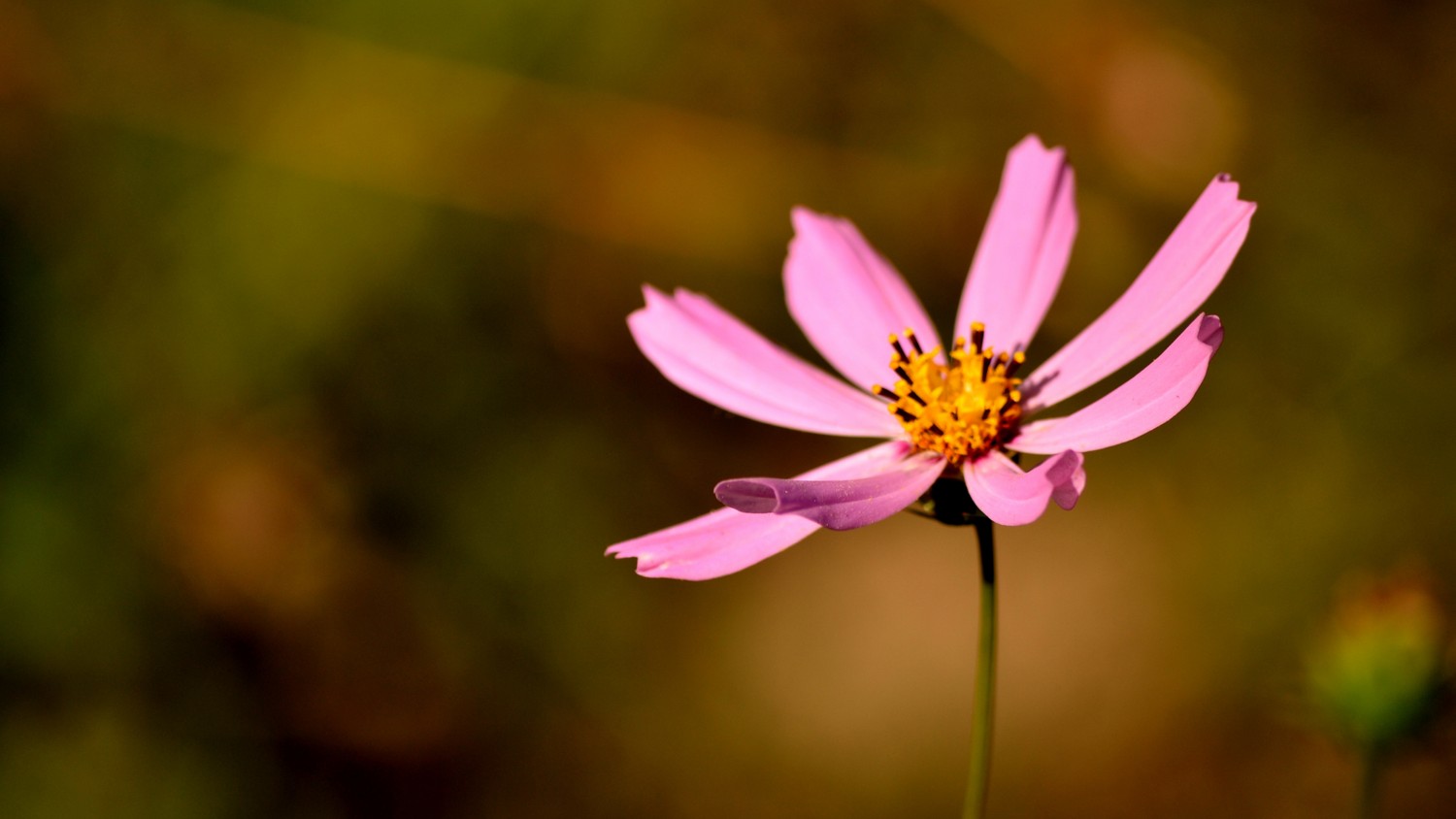 Beautiful Pink Wildflower in Macro Detail