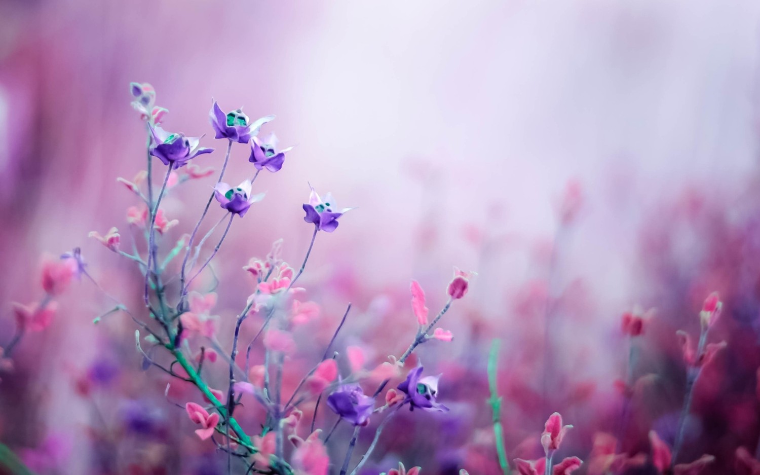 Download Our Beautiful Lavender and Pink Flower Wallpaper