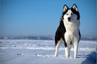 Hermoso Husky Siberiano en Landscape Nevado