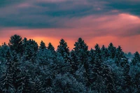 Fond d'Écran Éblouissant d'Hiver avec Arbres de Pin et Ciel du Soir