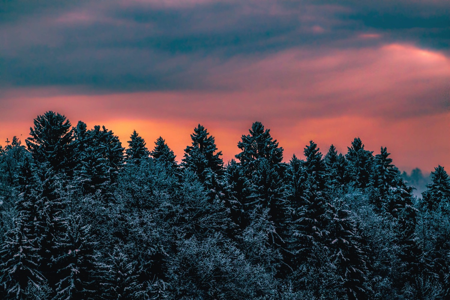 Breathtaking Winter Wallpaper with Pine Trees and Evening Sky