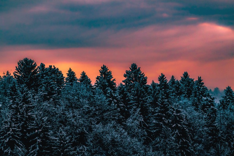 Breathtaking Winter Wallpaper with Pine Trees and Evening Sky