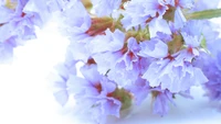 Electric Blue Blossom Close-Up Wallpaper