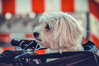 Adorable cachorro Maltés en una motocicleta - Descarga de fondo de pantalla en 5K