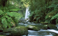 Explorez la sereine forêt tropicale avec une cascade