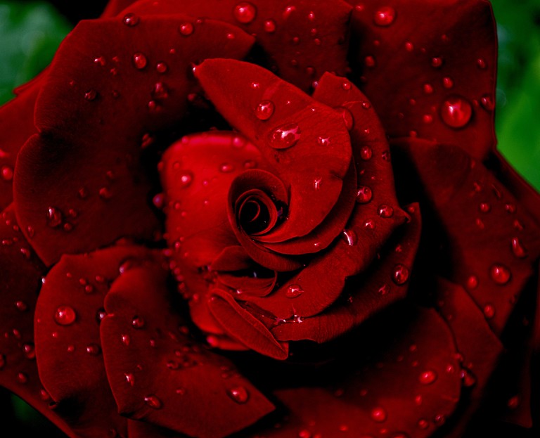 Beautiful Red Rose with Dewdrops