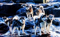 Explora la Belleza de los Siberian Huskies