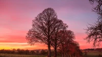 Deslumbrante Resplandor de la Naturaleza