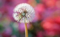 Descarga Hermoso Fondo de Pantalla de Flor de Diente de León