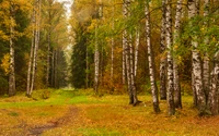 Serenidad Otoñal: Áboles de Álamo en un Bosque Tranquilo