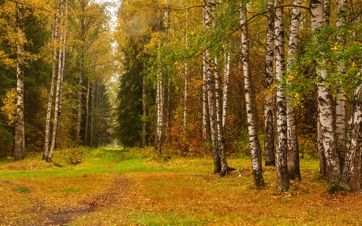 Serenidad Otoñal: Áboles de Álamo en un Bosque Tranquilo