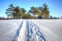 Superbe Papier Peint de Paysage Neigeux pour Votre Écran