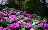 Explora la Lujosa Belleza de las Hortensias Francesas